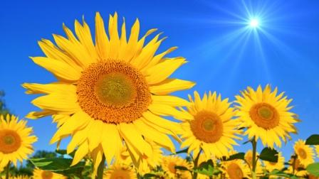 sonnenblume-feld-web sonnenblume-feld-web